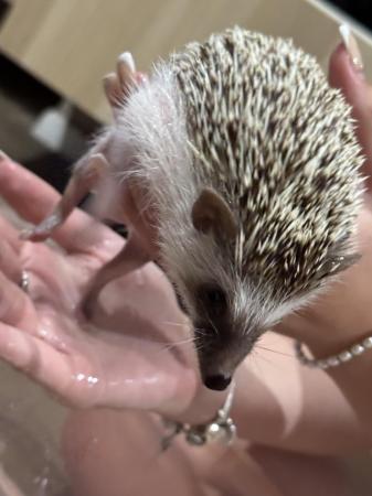 Image 15 of African Pygmy Hedgehog for sale with set up