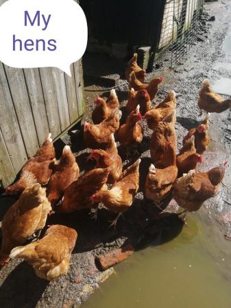 Image 3 of Hens Warren laying hens
