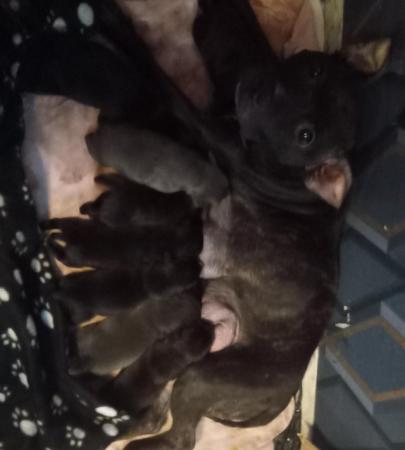 Image 2 of Staffordshire bull terrier puppies