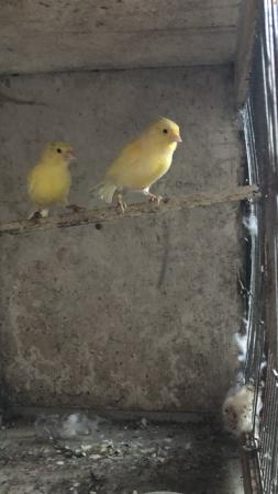 Image 5 of Two yellow canaries for sale