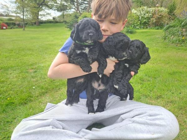 Image 3 of Happy and Fully Health checked Cockapoo puppies