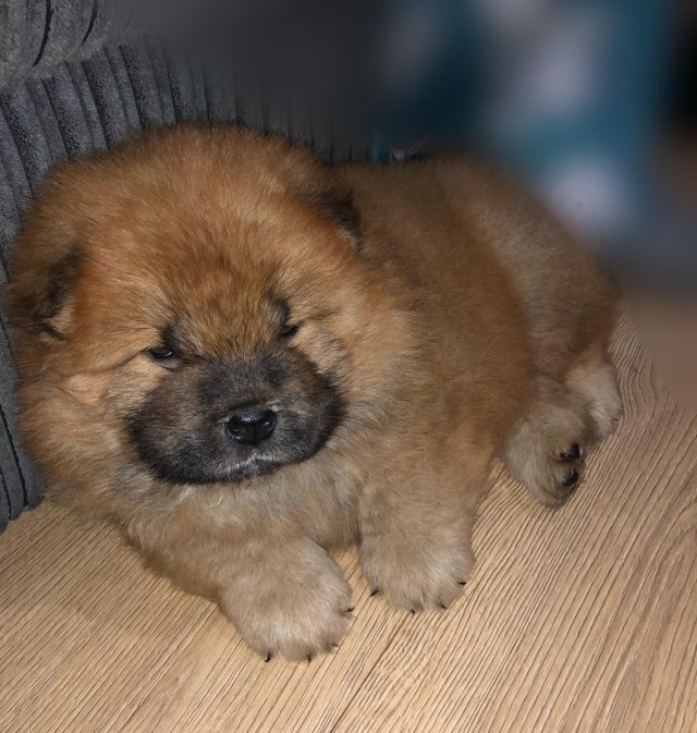 Preview of the first image of Bear faced KC Chow Chow puppies for sale, open to offers.