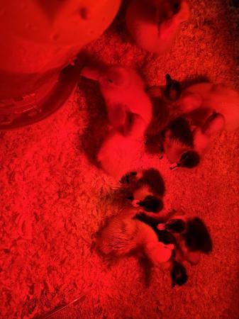 Image 2 of Day old ducklings as hatched
