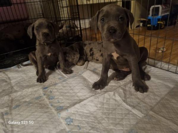 Image 12 of Last 2 blue boys and merle boy looking for forever homes