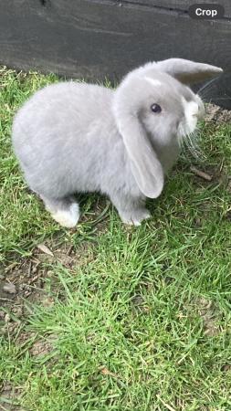 Image 3 of Friendly 8 week old lop eared bunnies ??