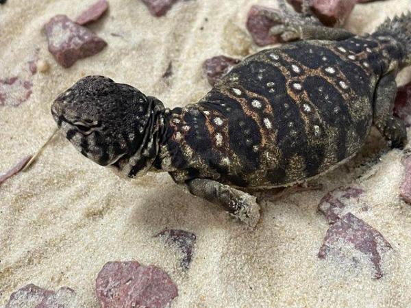 Image 6 of Baby Ocellated Uromastyx for sale