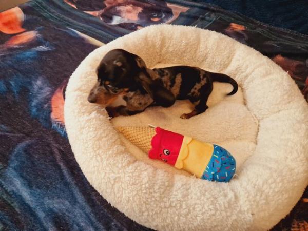 Image 6 of Lovely standard dachshund boy puppies