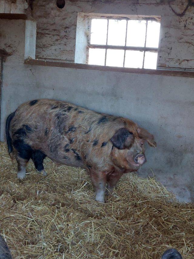 Preview of the first image of 3 and half year old OSB boar available to loan.