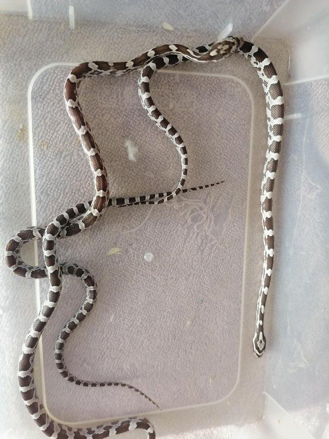 Preview of the first image of Cornsnake hatchlings.............