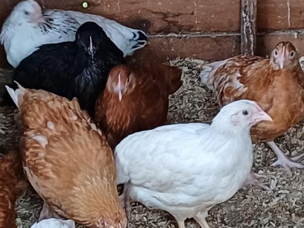 Image 2 of 10 week old Pullets Mixed Breeds for sale