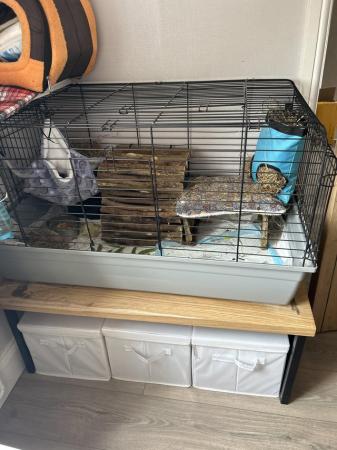 Image 3 of Skinny pig and guinea pig sisters  inc cage and accessories