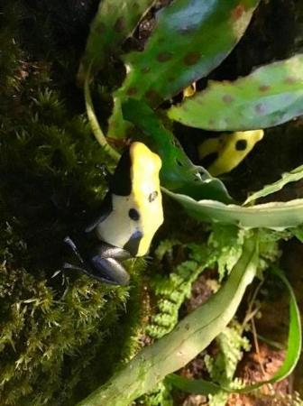 Image 4 of Dart Frog - Dendrobates tinctorious “Citronella”