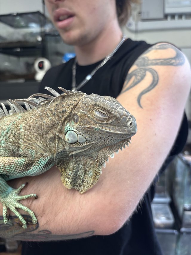 Female het snow iguana. — photo 4 of 4