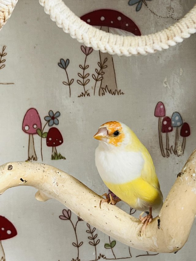 Preview of the first image of Pair of yellow Gouldian Finch for sale.