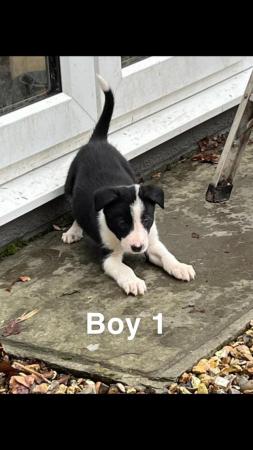 Image 4 of 4 Border Collie pups for sale