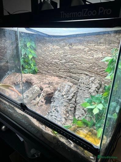 Preview of the first image of Large tall Exo terra reptile tank.