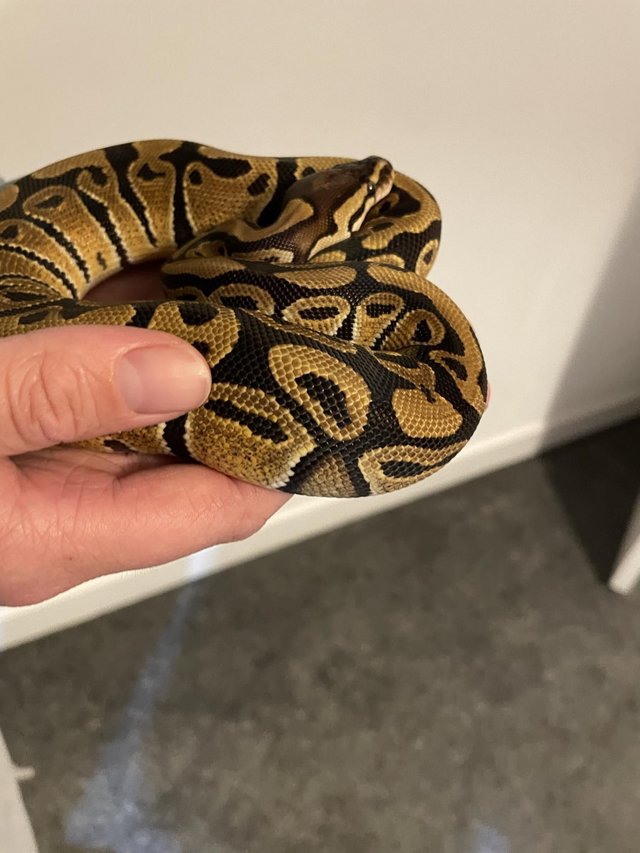 Preview of the first image of Young female royal python (ball python).