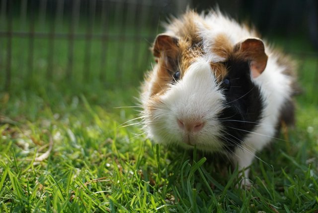 Image 2 of Beautiful guinea pig ready now