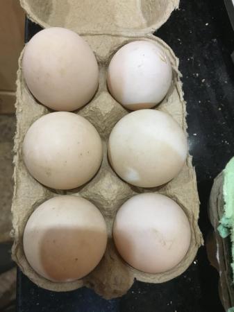 Image 1 of Duck Eggs believed Fertile x 6