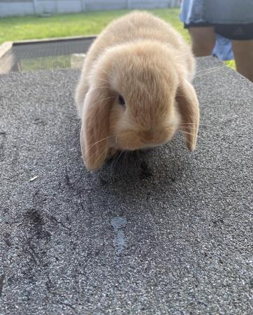 Image 2 of Mini lop baby rabbits **ready now** only 2 girls left