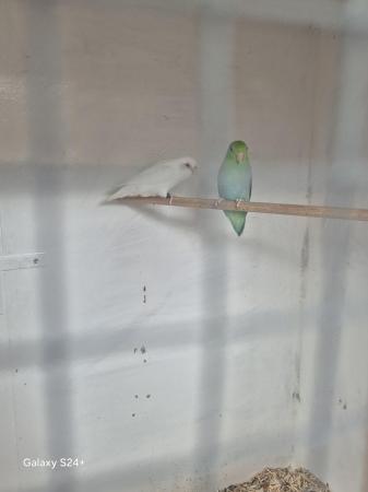 Image 1 of Mutation parrotlets last years birds