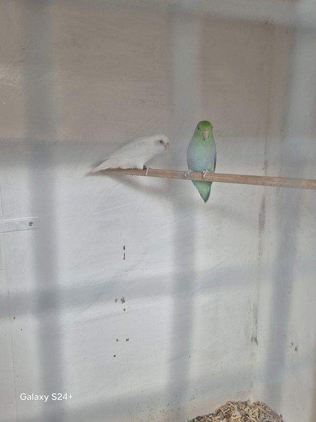 Preview of the first image of Mutation parrotlets last years birds.