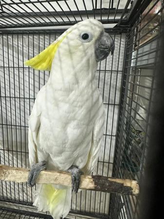 Image 1 of Baby Super tame Cockatoo for sale talking parrot