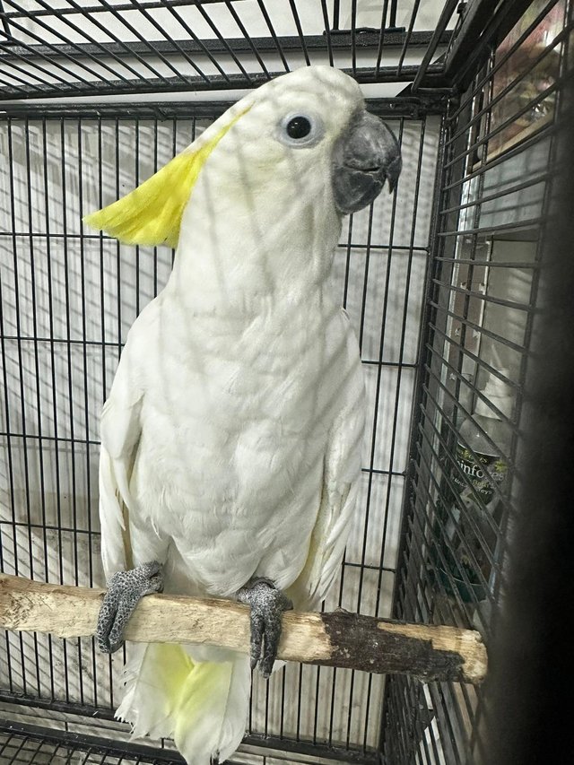 Preview of the first image of Baby Super tame Cockatoo for sale talking parrot.