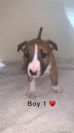 Image 4 of Miniature Bull Terrier Puppies