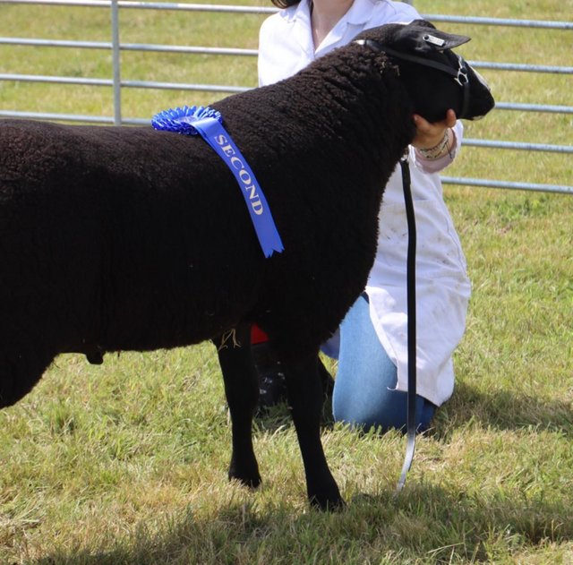 Preview of the first image of Proven Registered Zwartble shearling ram.