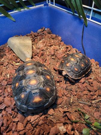 Image 4 of 2 Young Redfoot Tortoise's With Enclosure