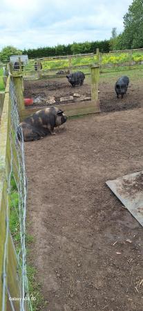 Image 3 of 11 month old Kunekune pigs for sale