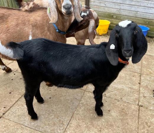 Image 3 of 9 month old Anglo Nubian goatling