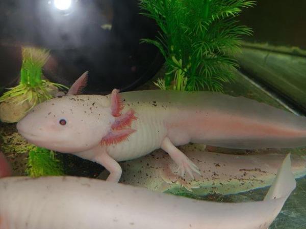 Image 2 of Male white albino axolotl for sale 2 years old