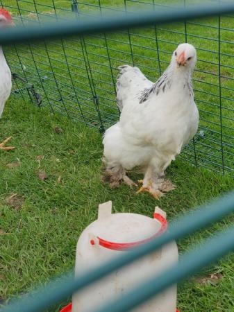Image 1 of Pure breed brahma pullet
