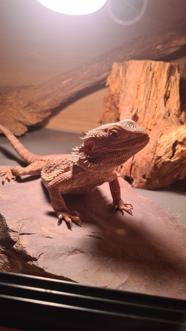 Preview of the first image of 3 year old bearded dragon.