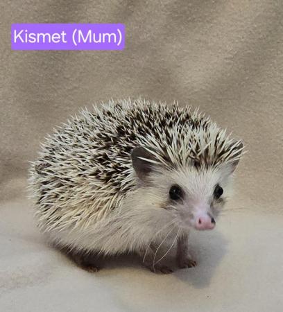Image 4 of African Pygmy Hedgehogs - APH Club UK Approved breeder