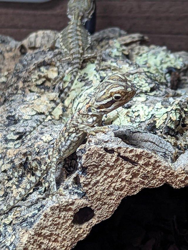 Preview of the first image of Rankins Dragons (Pogona henrylawsoni) 2023 babies.