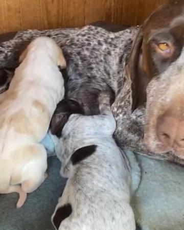 Image 2 of Pure bred German Shorthaired Pointer puppies