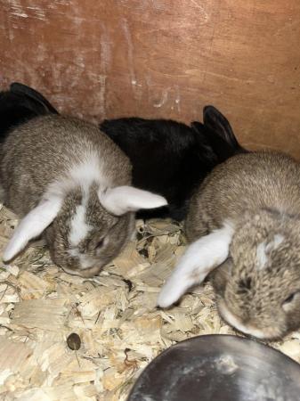 Image 5 of Mini lop rabbits ready now
