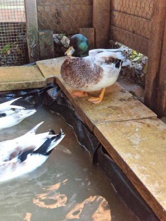Image 1 of One silver call duck drake breeding quality