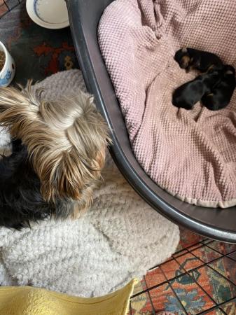 Image 2 of five weeks old Minature Yorkshire terriers
