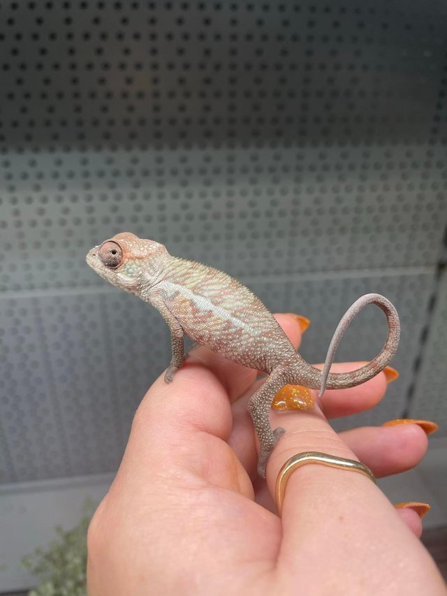 Preview of the first image of Baby Ambilobe Panther Chameleons At Urban Exotics.