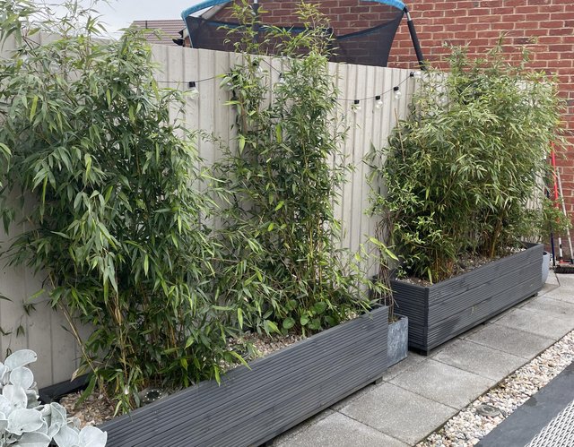Preview of the first image of 8 x 5/6ft outdoor Bamboo plants.