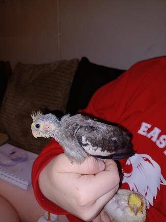 Image 5 of 1 grey hand fed from 3 weeks old cockatiel baby