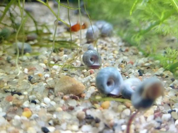 Image 3 of Blue ramshorn snails 50p each