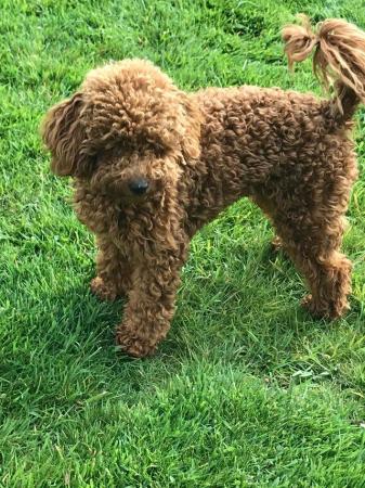 Image 5 of Proven red toy poodle (Health tested)