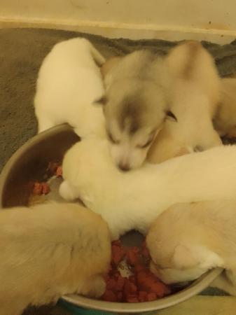 Image 4 of 7 gorgeous husky x alaskan puppies for sale
