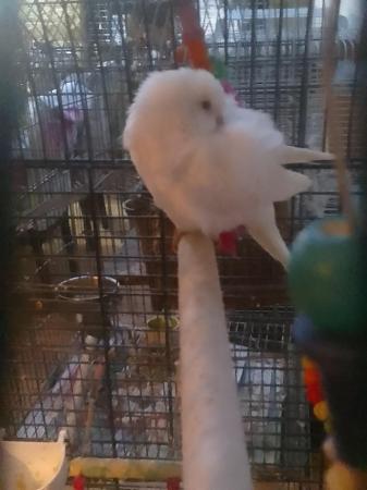 Image 5 of Tamed and cuddly white baby Quaker parrot DNA tested hen