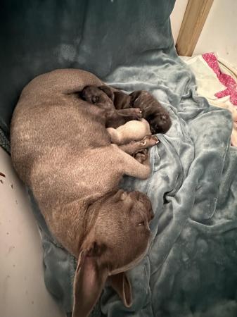 Image 9 of Frugs- frenchie x pug puppies 1 girl remaining